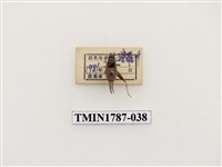 藏品(南非昆蟲)的圖片